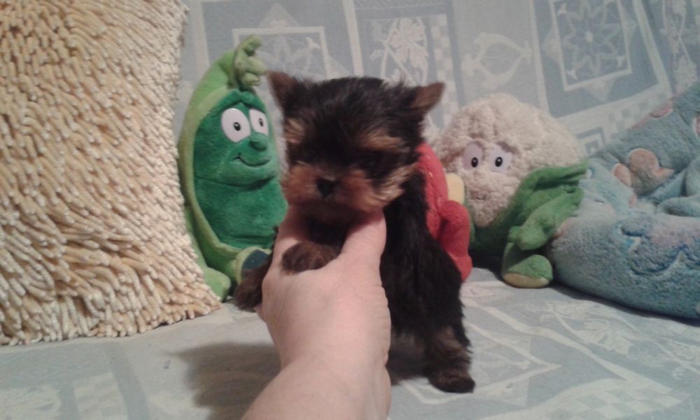 Yorkshire terrier - mini piesek