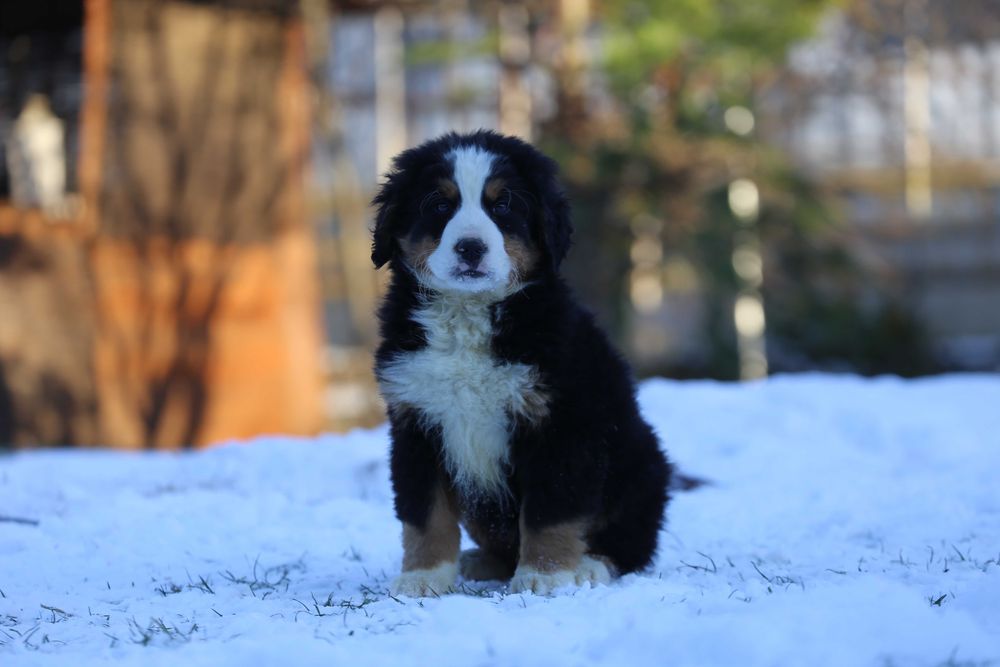 Berneński pies pasterski- szczeniak