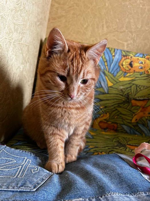 Ищу дом для рыжих котиков