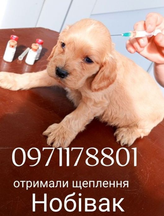Яке полювання без справжнього англійського кокера?