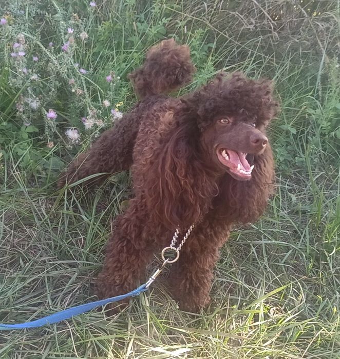 Вязка. Шоколадный миниатюрный пудель