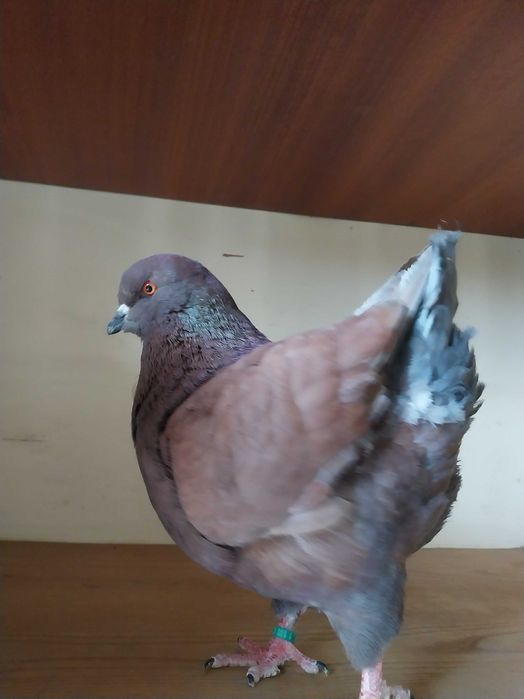 King kingi golebie kingi