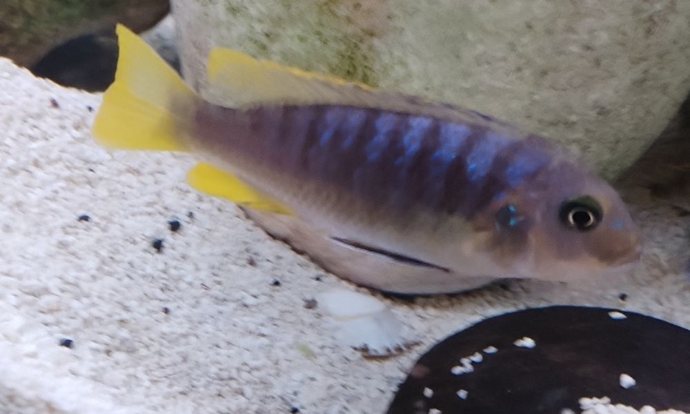 Ciclideos africanos malawi