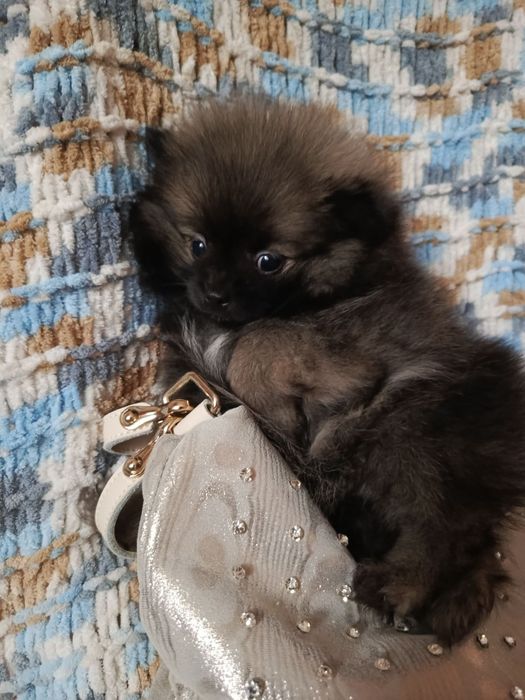 Шпиц девчонка мышка