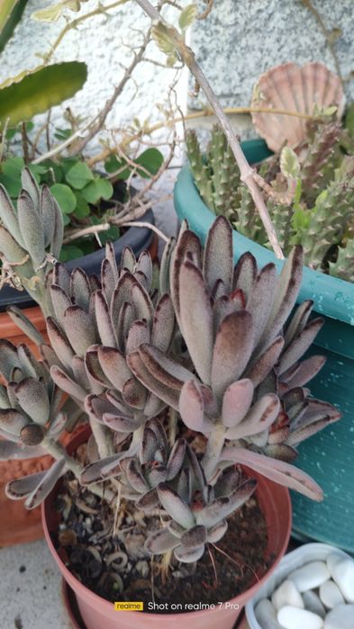 Cactos, suculentas, Aloé Vera..