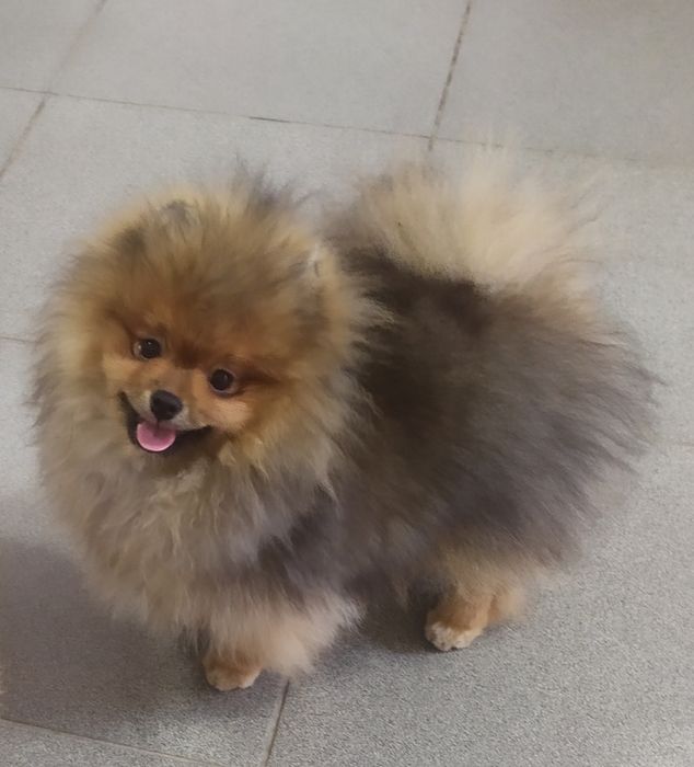 Померанский шпиц