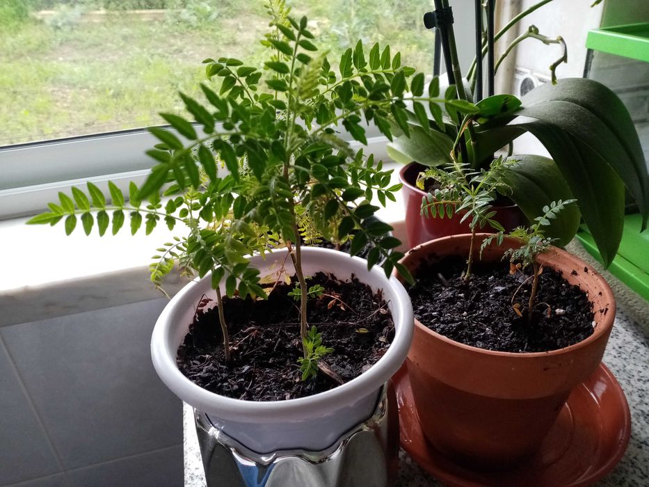 Jacarandás jovens