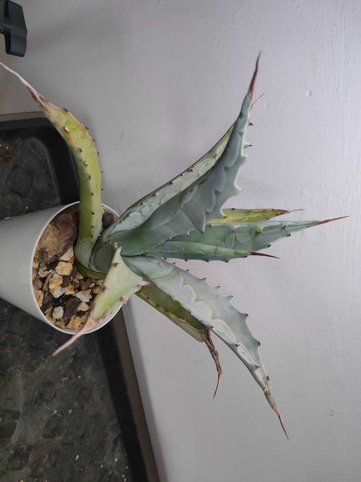 Agawa cerulata, agave