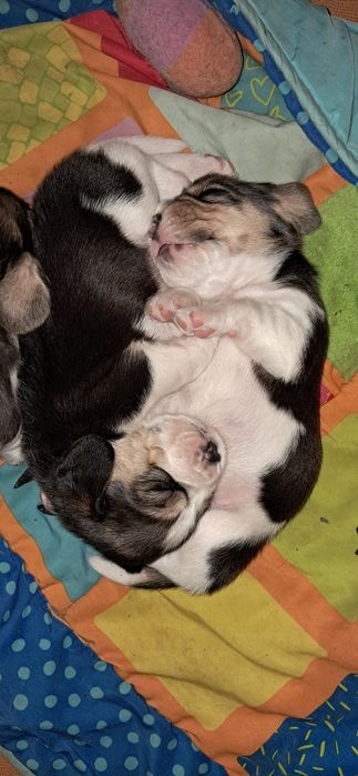 Біглюшки! Документи! 2 міс!