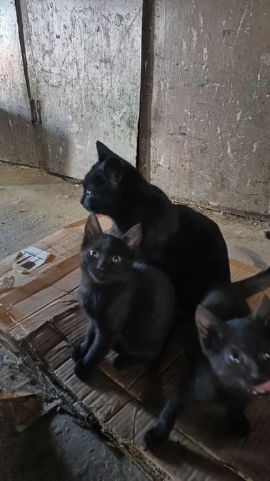 Чудесные котята черные