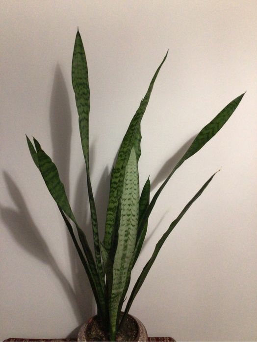 Квітка сансевієрія -щучий хвіст, тещин язик, індійський меч…