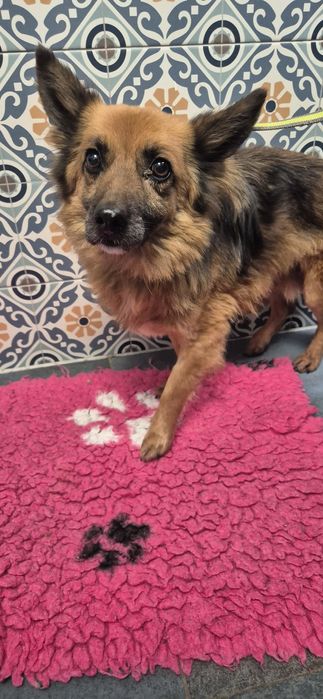 Mały piesek okolo 3 lata