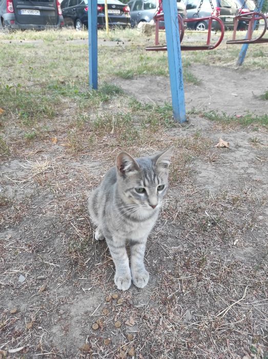 віддам безкоштовно котика