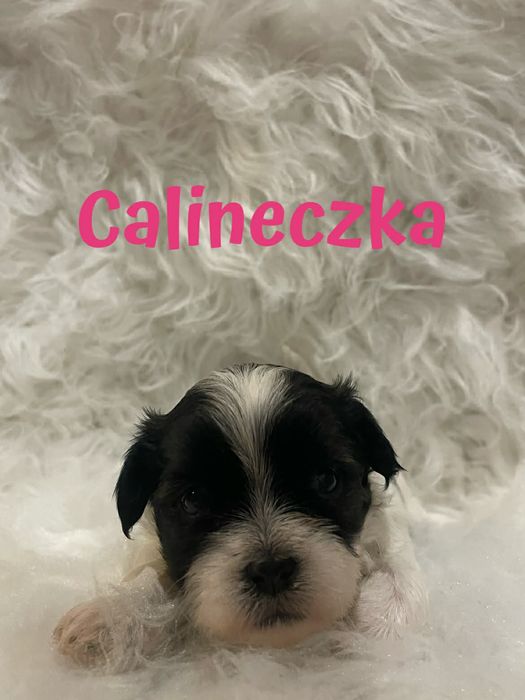 Shih Tzu z rodowodem.  Calineczka