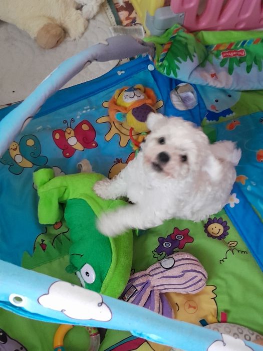 Bichon frise chłopiec