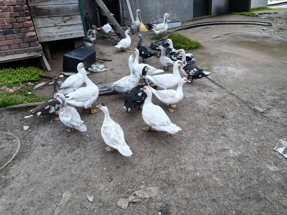 Kaczory francuskie piżmowe