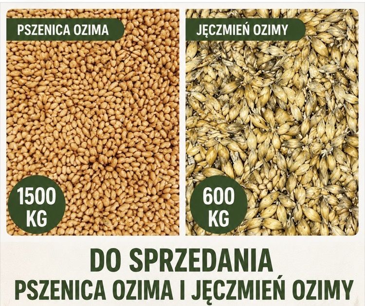 Pszenica, Jęczmień, pasza, zboże