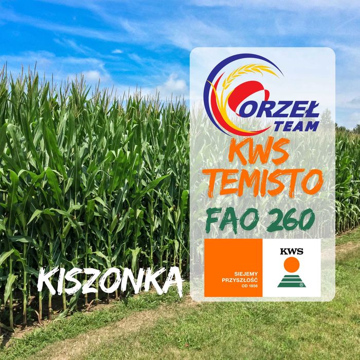Nasiona kukurydzy KWS TEMISTO FAO 260 Monumento, MINO Promocja 12+1