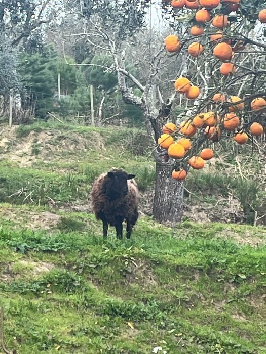 Venda de ovelha com 1 ano