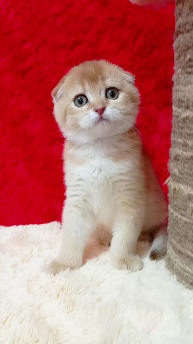 Кругленька дівчинка. Шотландська висловуха золота шиншила