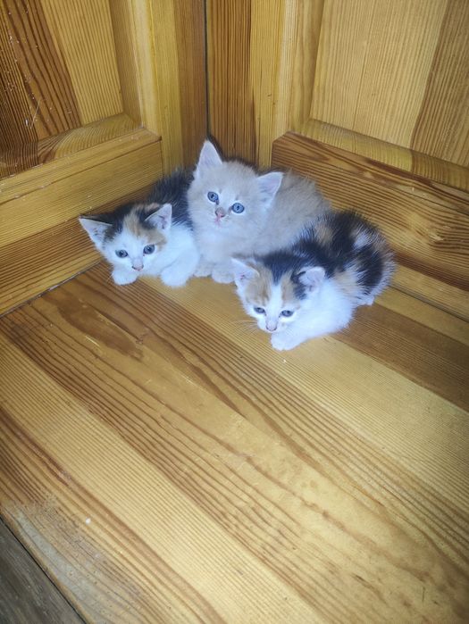 Віддам кошенят  у добрі руки