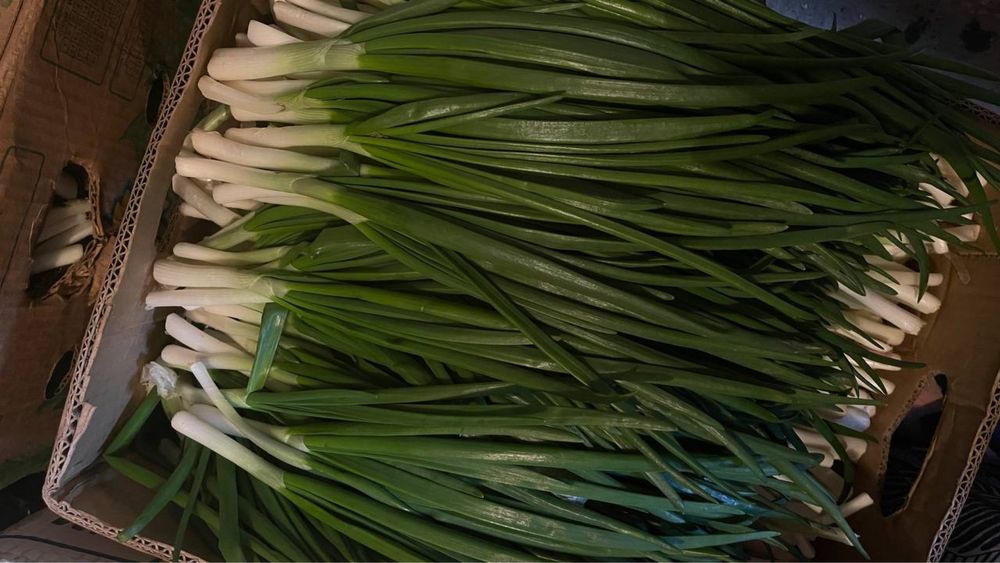 Продам зелену ЦИБУЛЮ (перо)!!!