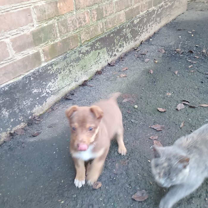 Песик гладкошерстий