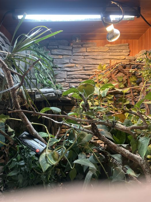 Terrarium tropikalne kameleon/gekon/felsuma