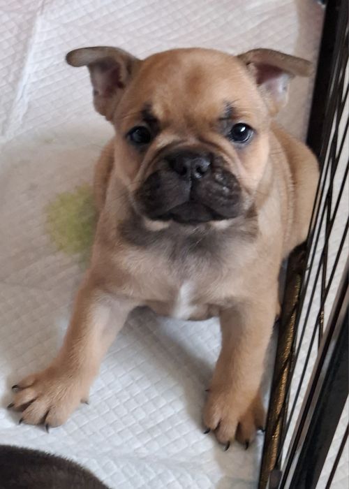 Sprzedam buldoga francuskiego