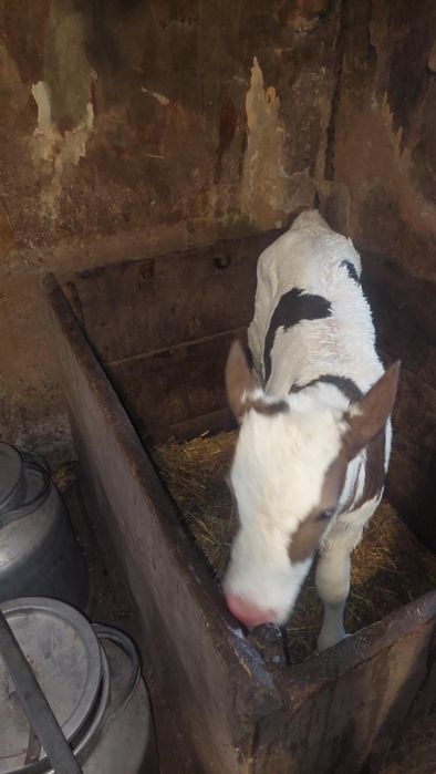 Продам бичка 1.02.2026р