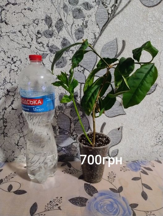 Брунфельсія Австралійська. Brunfelsia australis