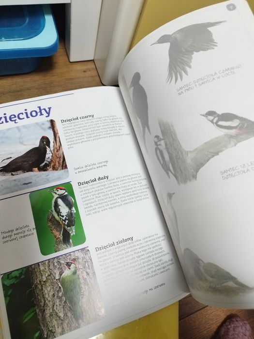 Ptaki naszych lasów