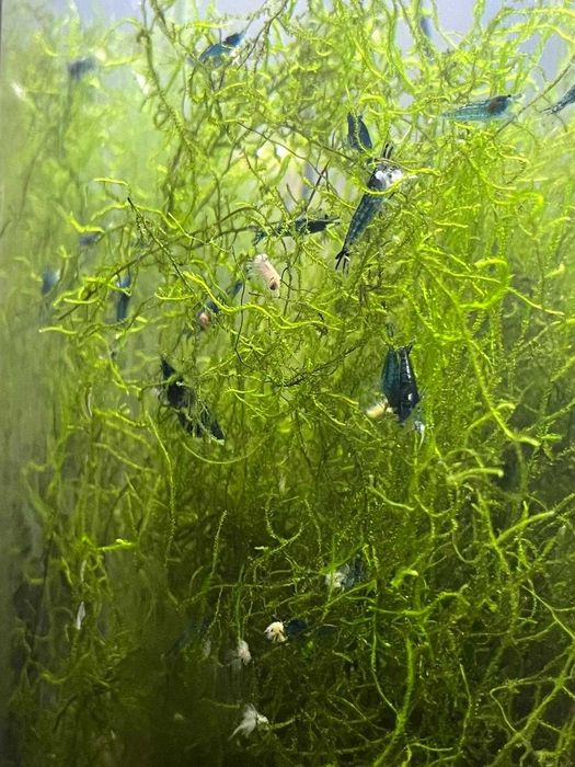 Neocaridina Blue Dream – Camarões de aquário
