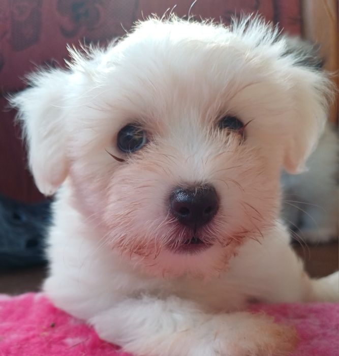 Piesek Rasy Coton de Tulear ZKwP/FCI