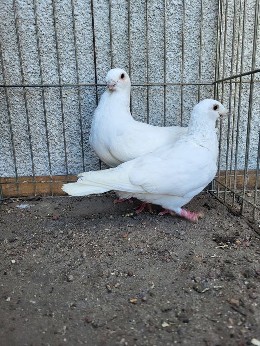 antwerpski wystawowy  para antwerpskie