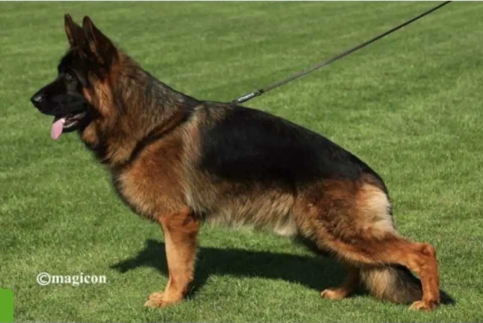 Owczarek niemiecki długowłosy FCI