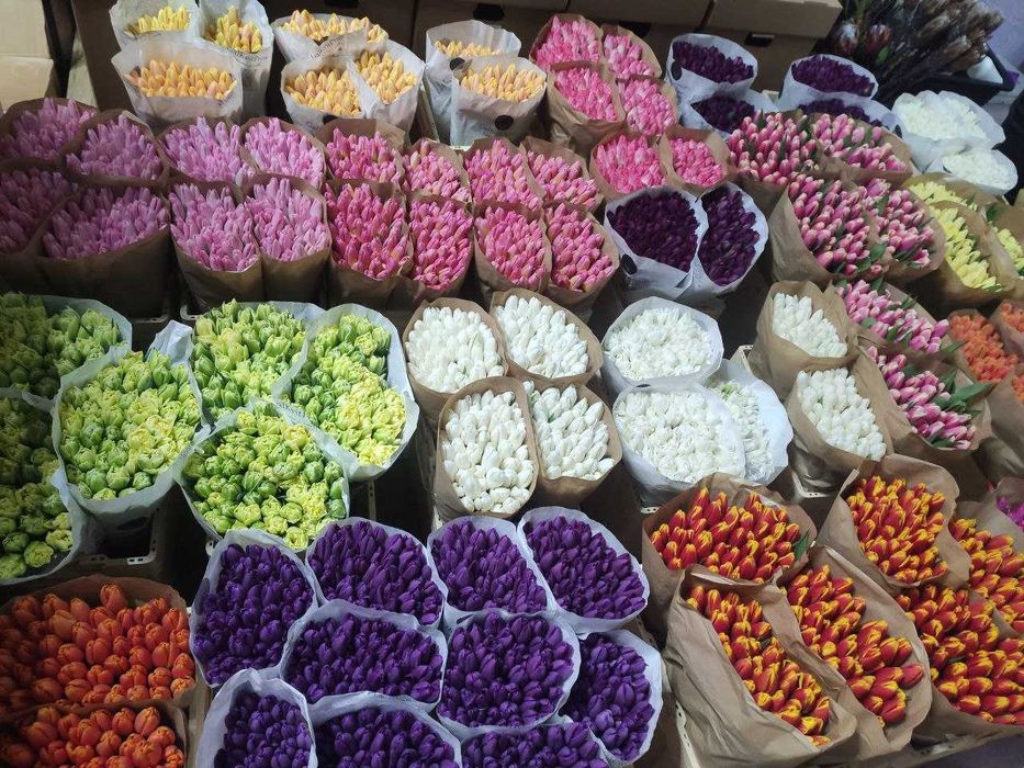 ТЮЛЬПАН ГУРТ також можлива мімоза та котики