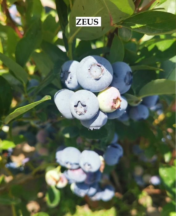 Borówka amerykańska ZEUS PBR donica 3litry