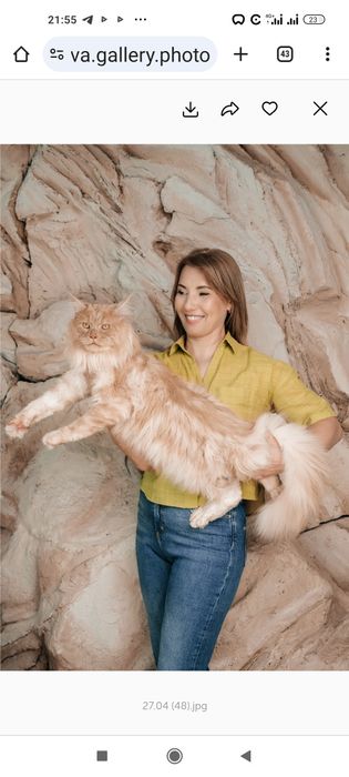 Мейн-кун для в'язки