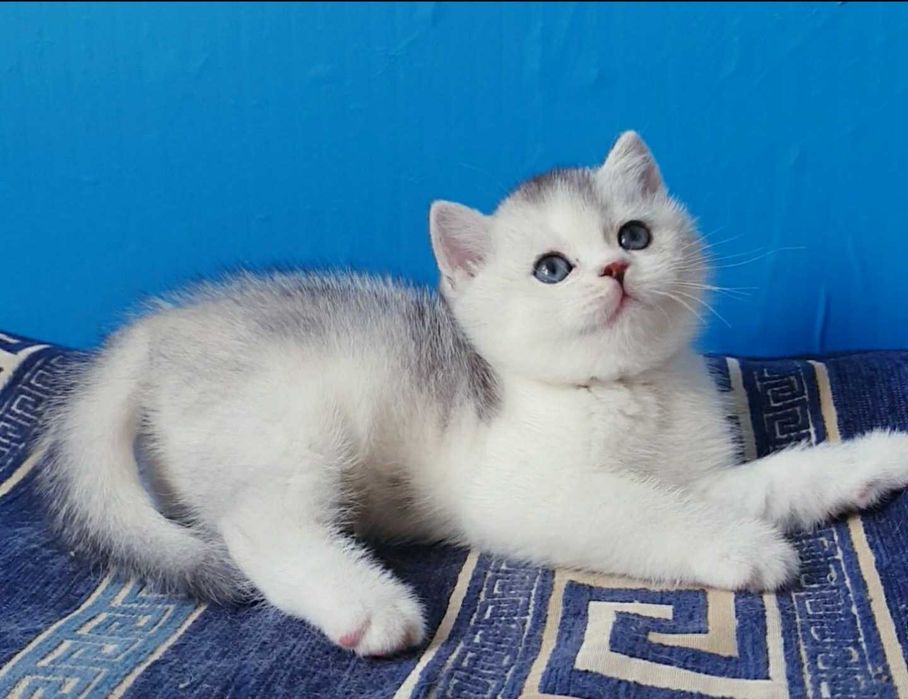 Британский котик серебриста шиншила