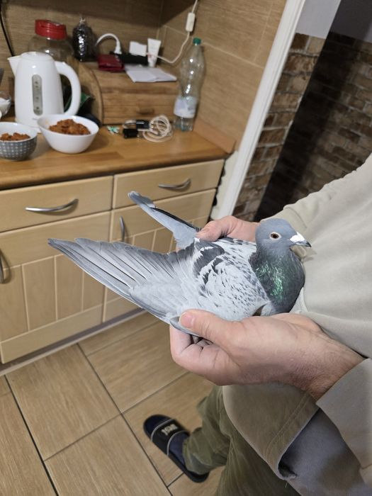 Gołębie pocztowe 72