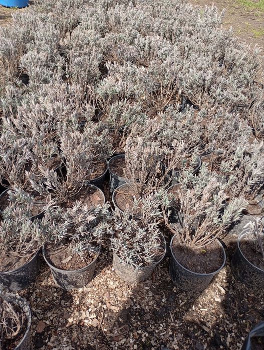 Продам лаванду зкс.