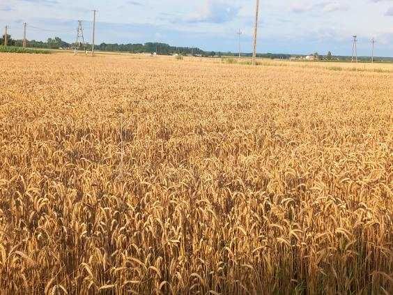 Sprzedam słomę z pokosów