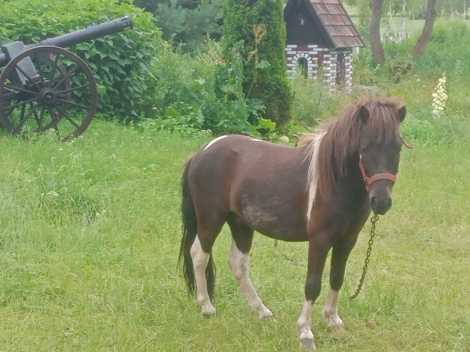 Kucyk ogierek tuchola