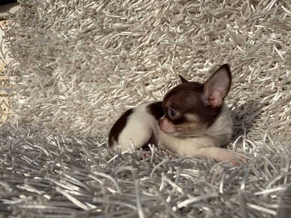 Último da ninhada Chihuahua macho