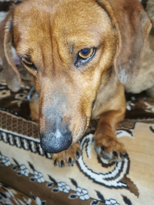 Такса хлопчик шукає дівчинку для в'язки