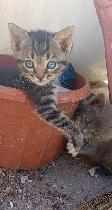 Кицька, котеня дівчинка