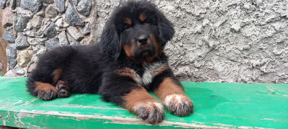 Щенки тибетського мастифа