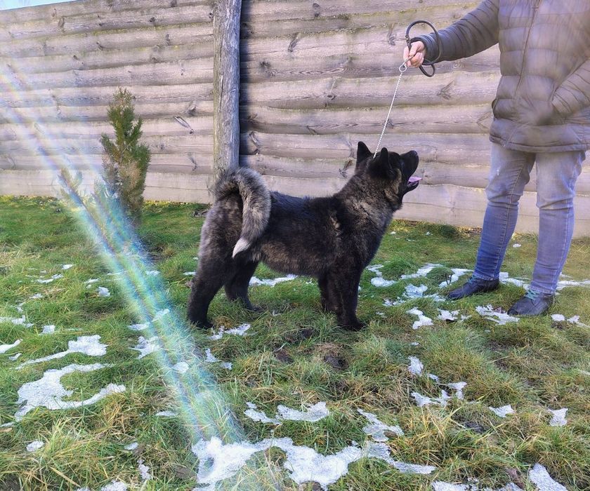 Массивний хлопчик Американської Акіти