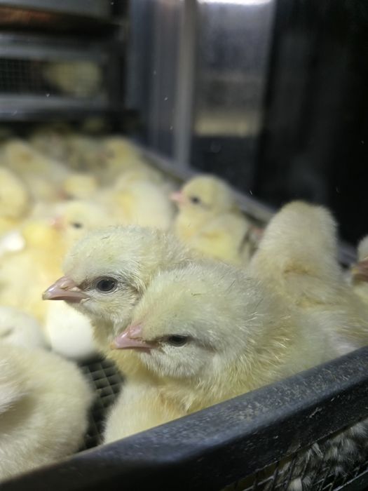 Kurczęta leghorn, leghorny